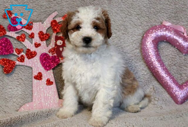 Rotor Poodle Mix image