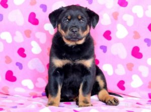 Rottweiler Mix puppies for sale