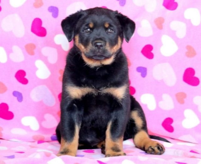 Rottweiler Mix puppies for sale