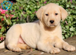 yellow lab puppies for sale