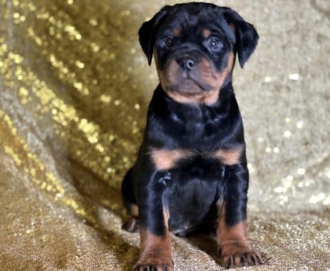 Rowan Mini Rottweiler