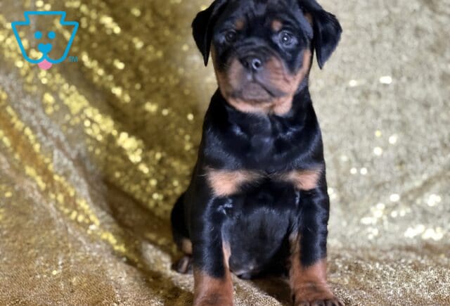 Rowan Mini Rottweiler image