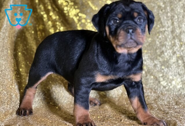 Rowan Mini Rottweiler2 image
