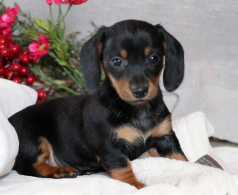 Roxy Mini Dach2