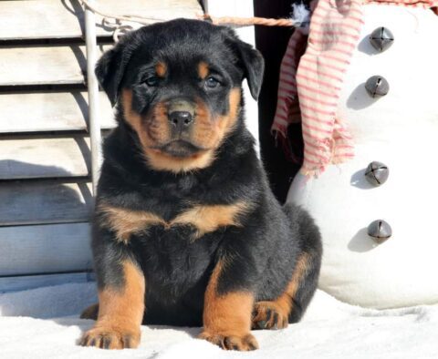 Roxy Rottweiler