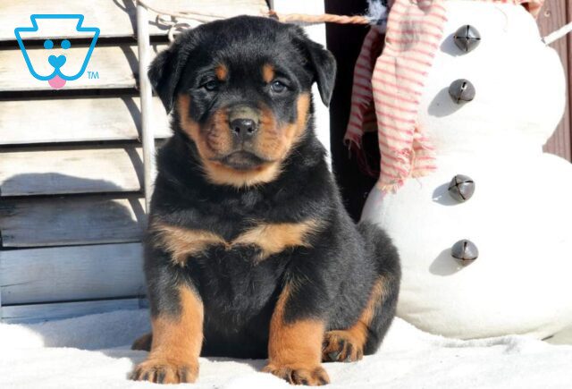 Roxy Rottweiler image