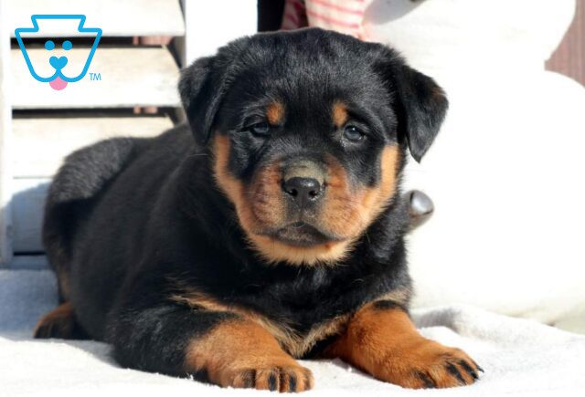 Roxy Rottweiler2 image