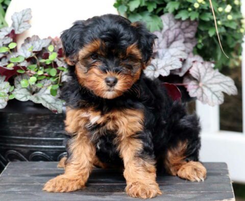 Roxy Yorkiepoo