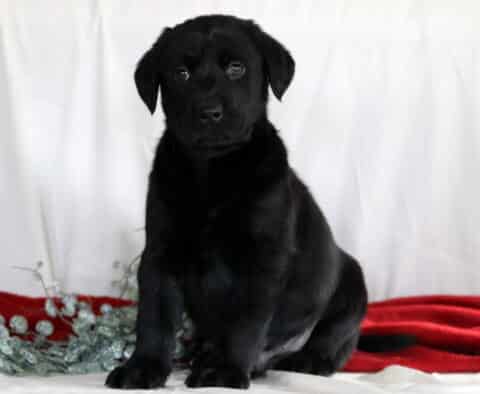 Ru Black Lab