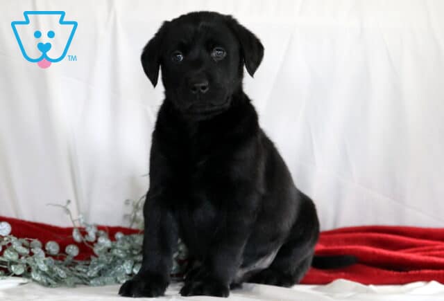 Ru Black Lab image