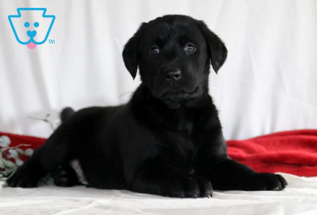 Ru Black Lab2 image