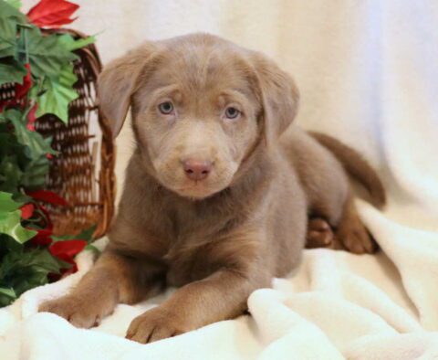 Ruby Silver Lab2
