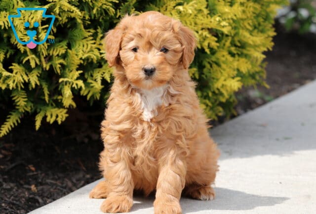 Rudy Mini Bernedoodle image