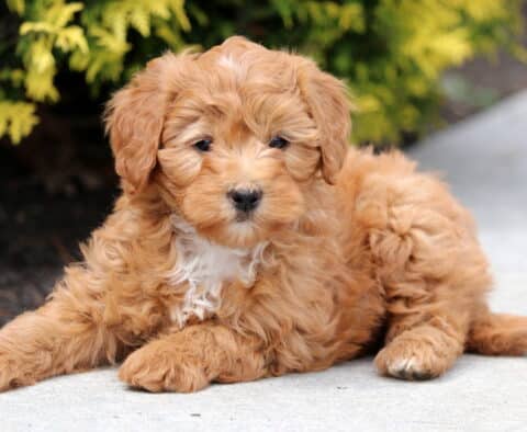 Rudy Mini Bernedoodle2