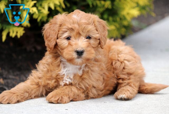 Rudy Mini Bernedoodle2 image