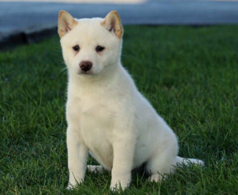 Rudy Shiba Inu