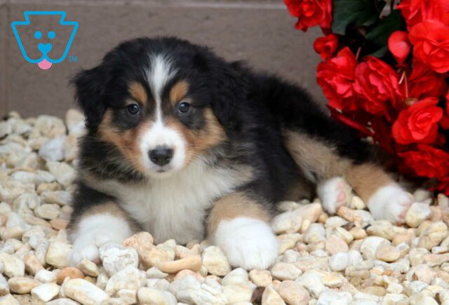 Rufus Australian Shepherd2