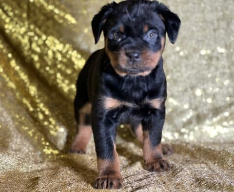 Rupert Mini Rottweiler