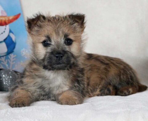 Russ Cairn Terrier2
