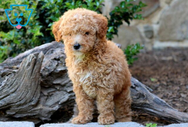 Russ Mini Labradoodle 1-001