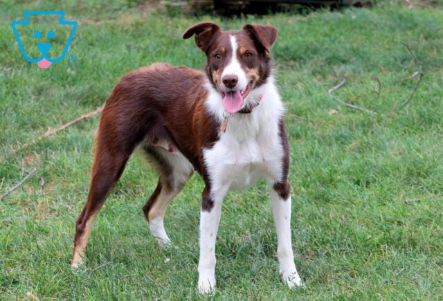 Rusty Border Collie Mix Marlin Faus (1) image