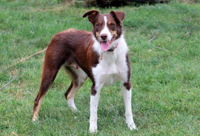 Rusty Border Collie Mix Marlin Faus (2) image