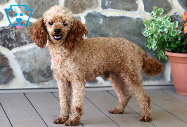Rusty Mini Poodle Levi Glick image