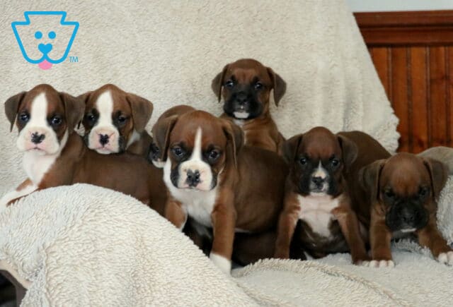 S Litter Boxers image
