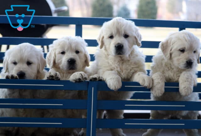 S Litter EC Golden image