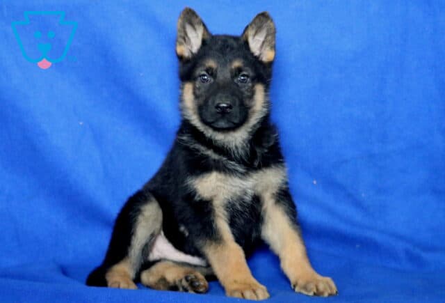 Sable German image