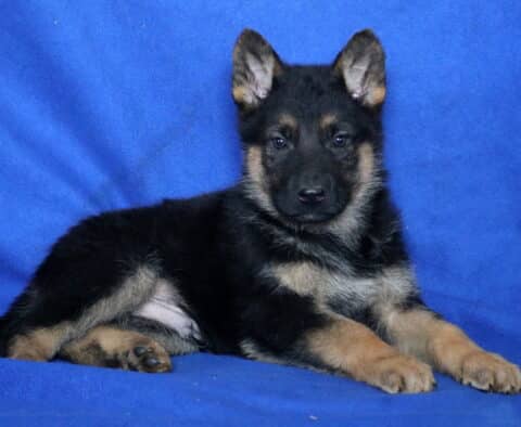 Sable German2