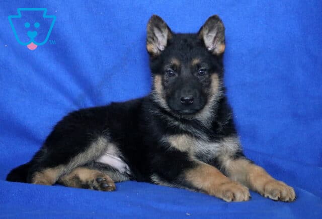 Sable German2 image