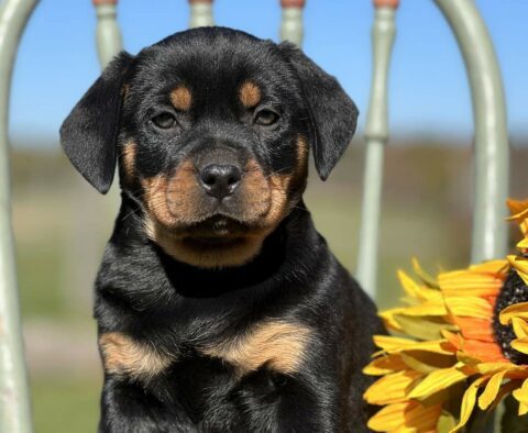 Saffy Mini Rottweiler