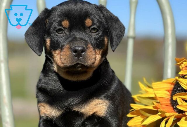 Saffy Mini Rottweiler image