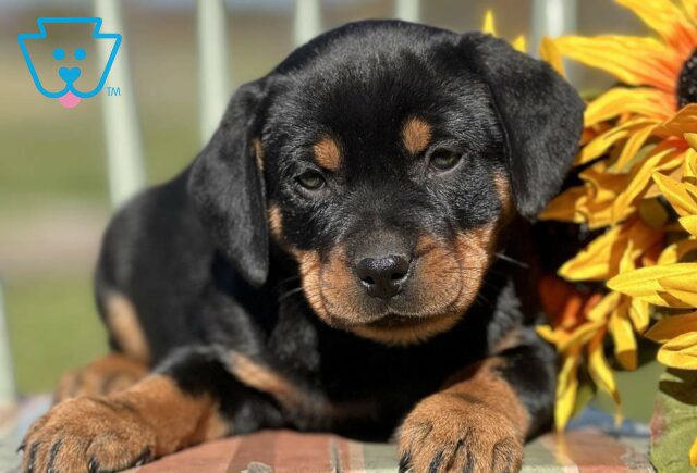 Saffy Mini Rottweiler2 image