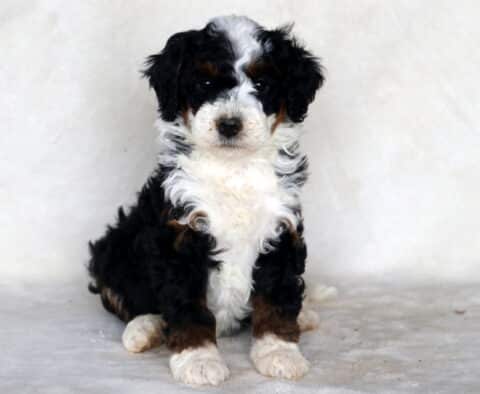 Sage Mini Bernedoodle