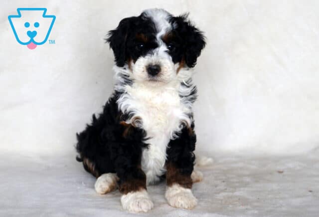Sage Mini Bernedoodle image