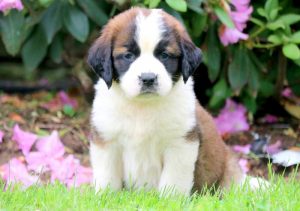Saint Bernard puppies for sale