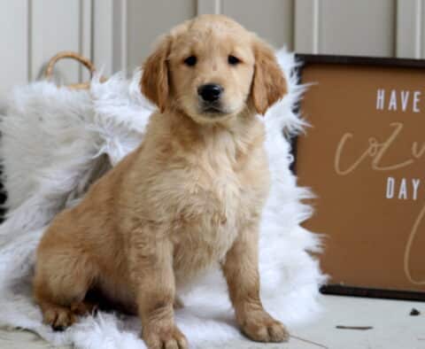 Saint Golden