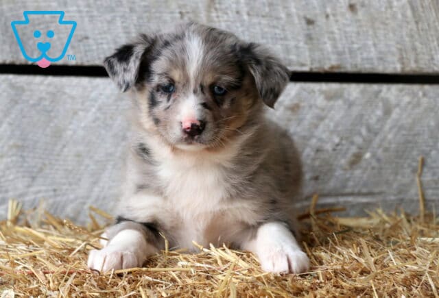 Sam Aussie Mix image