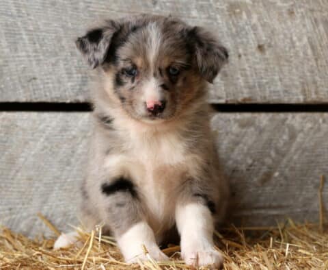 Sam Aussie Mix2