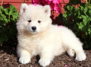 samoyed puppies for sale