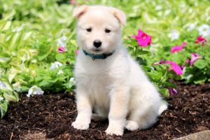 Samoyed Mix