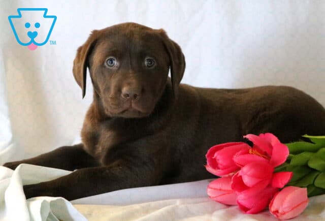 Samson Chocolate Lab image