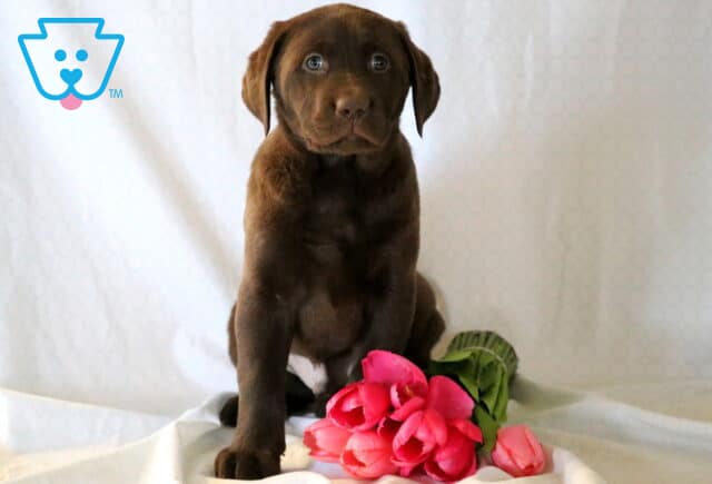 Samson Chocolate Lab2 image