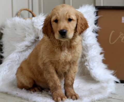 Samson Golden