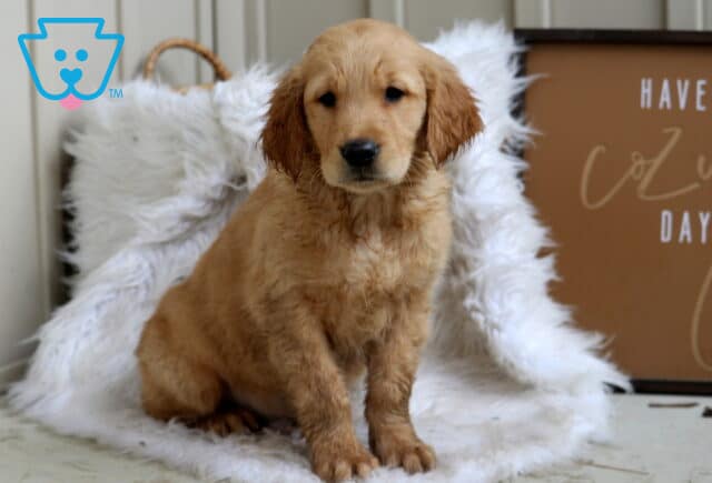 Samson Golden image
