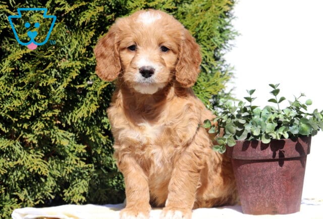 Sandy Goldendoodle image