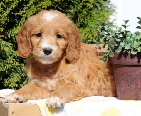 Sandy Goldendoodle2