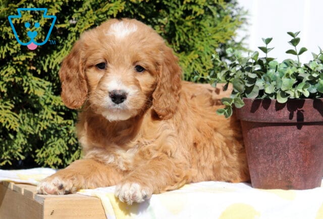 Sandy Goldendoodle2 image